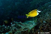 Siganus vulpinus-Liwutonkidi Island-6m-20180604-Denis-ADER-DSC_3781_tn